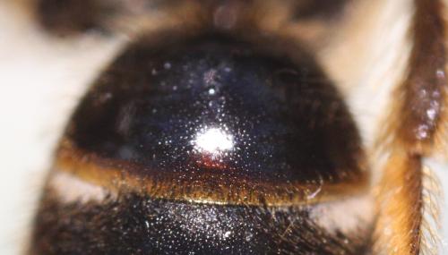 Lasioglossum sp.